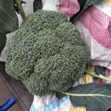 西兰花