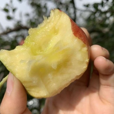阿克苏冰糖心苹果