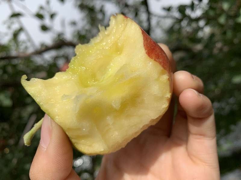 阿克苏冰糖心苹果