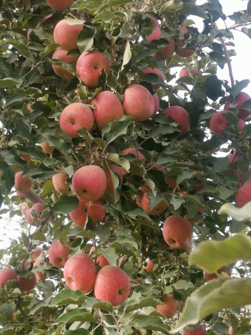 阿克苏冰糖心苹果