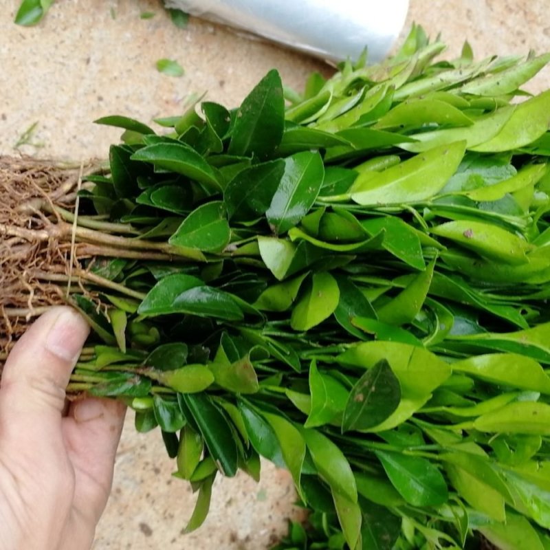 红桔苗。优质柑橘稼接粘木，全场包邮，买十送一，送生根粉。