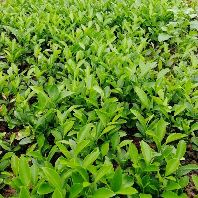 红桔苗。优质柑橘稼接粘木，全场包邮，买十送一，送生根粉。