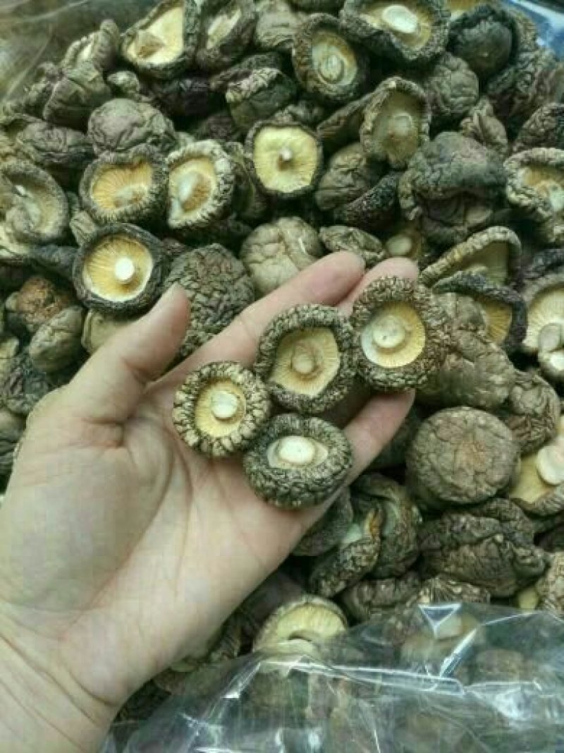 （有好货）2019新货干香菇，量大价优，欢迎批发