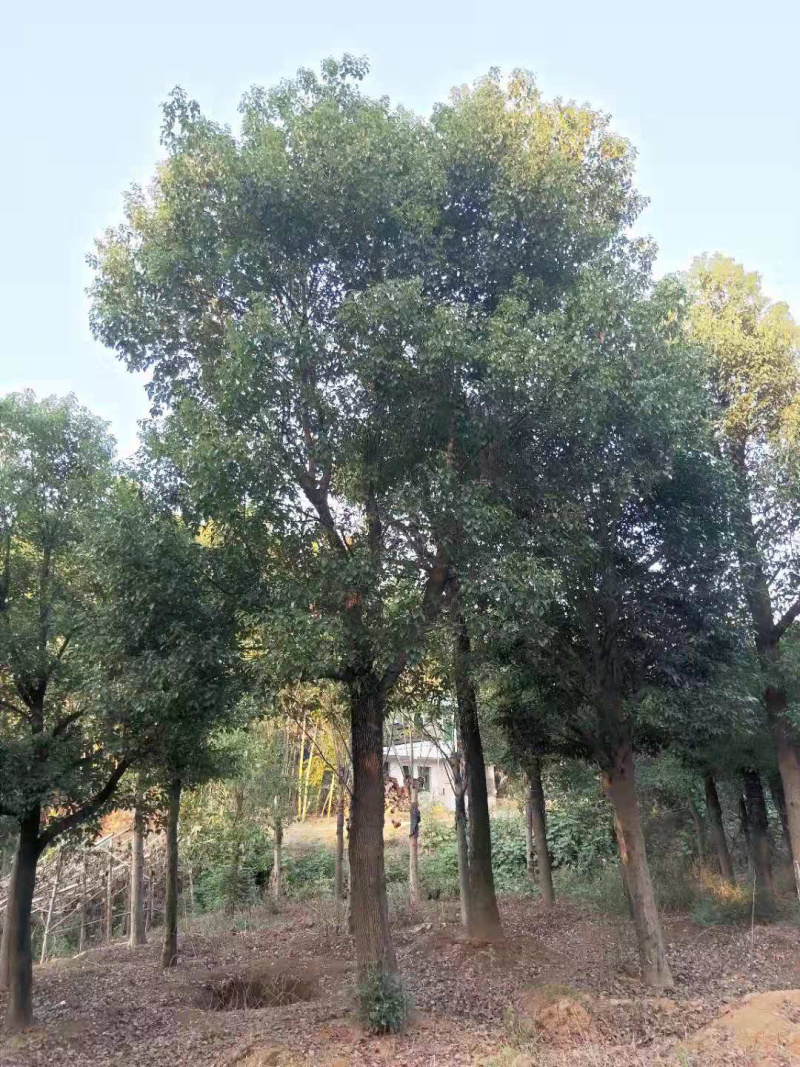 30-35-50公分骨架香樟