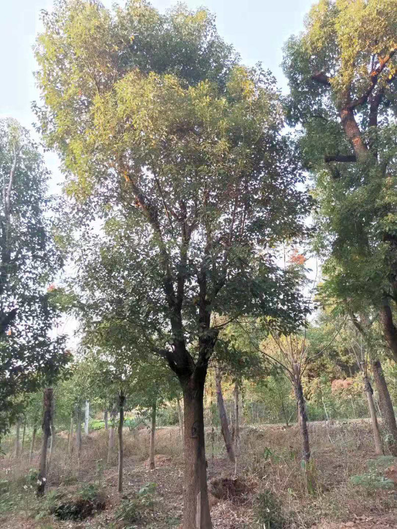 30-35-50公分骨架香樟
