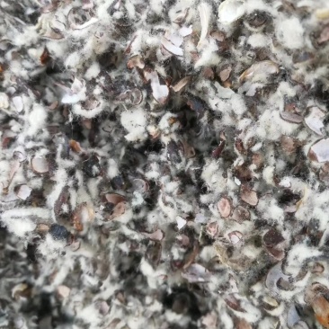 棉籽壳棉籽皮，磨盘棉籽壳，含棉仁棉粉棉籽壳，棉渣棉粕