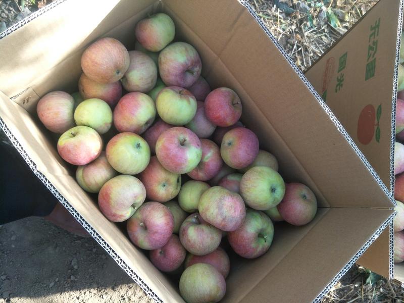 青龙小国光苹果批发产地货源各种等级国光苹果