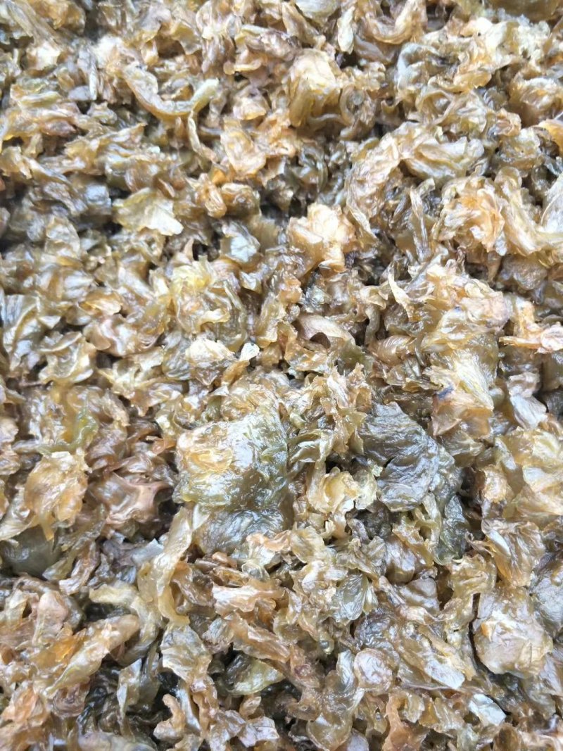 免洗地皮菜