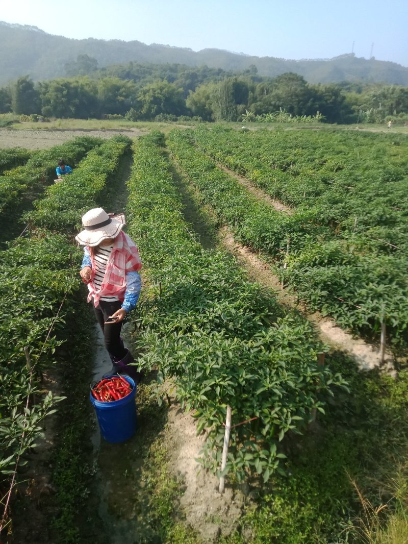海花红辣椒，本人长期代收辣椒，。，需要联系我吧，，