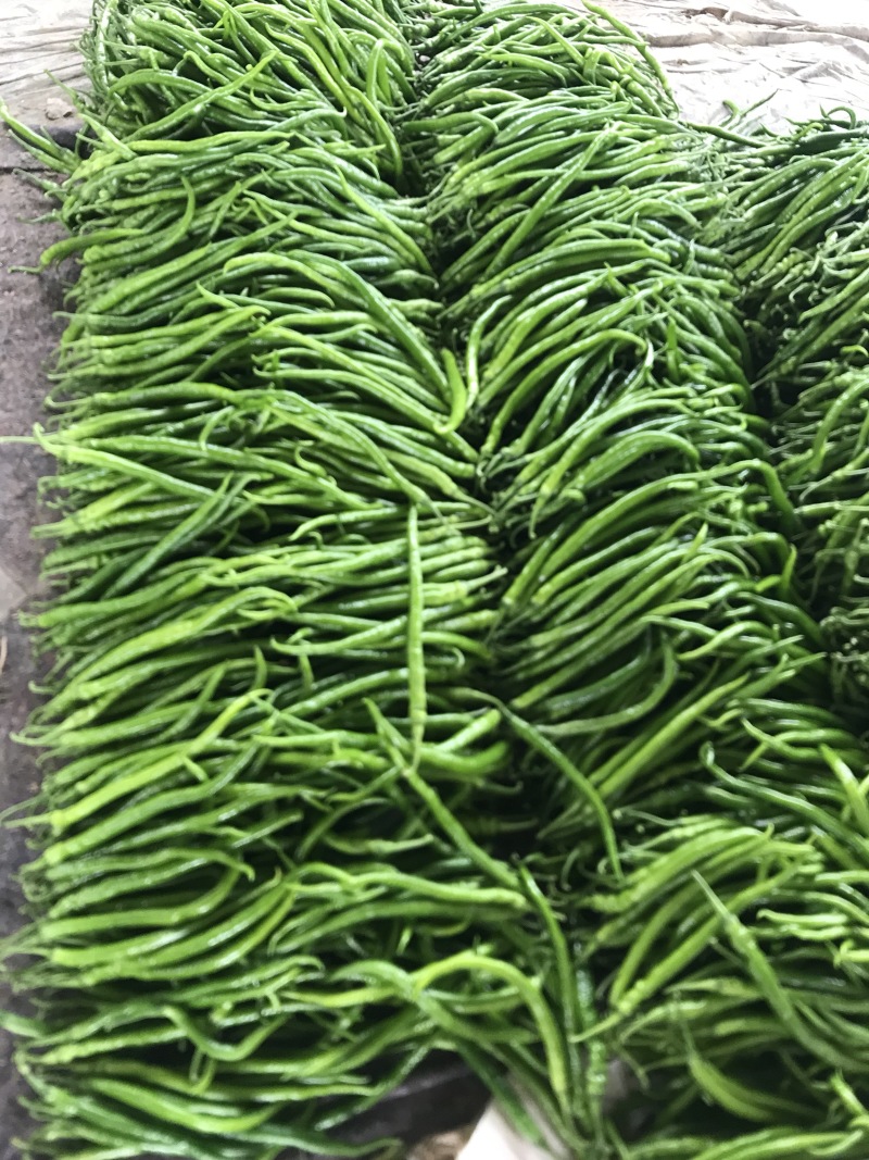 【推荐】精品线椒河南辣椒量大价优一手货源欢迎