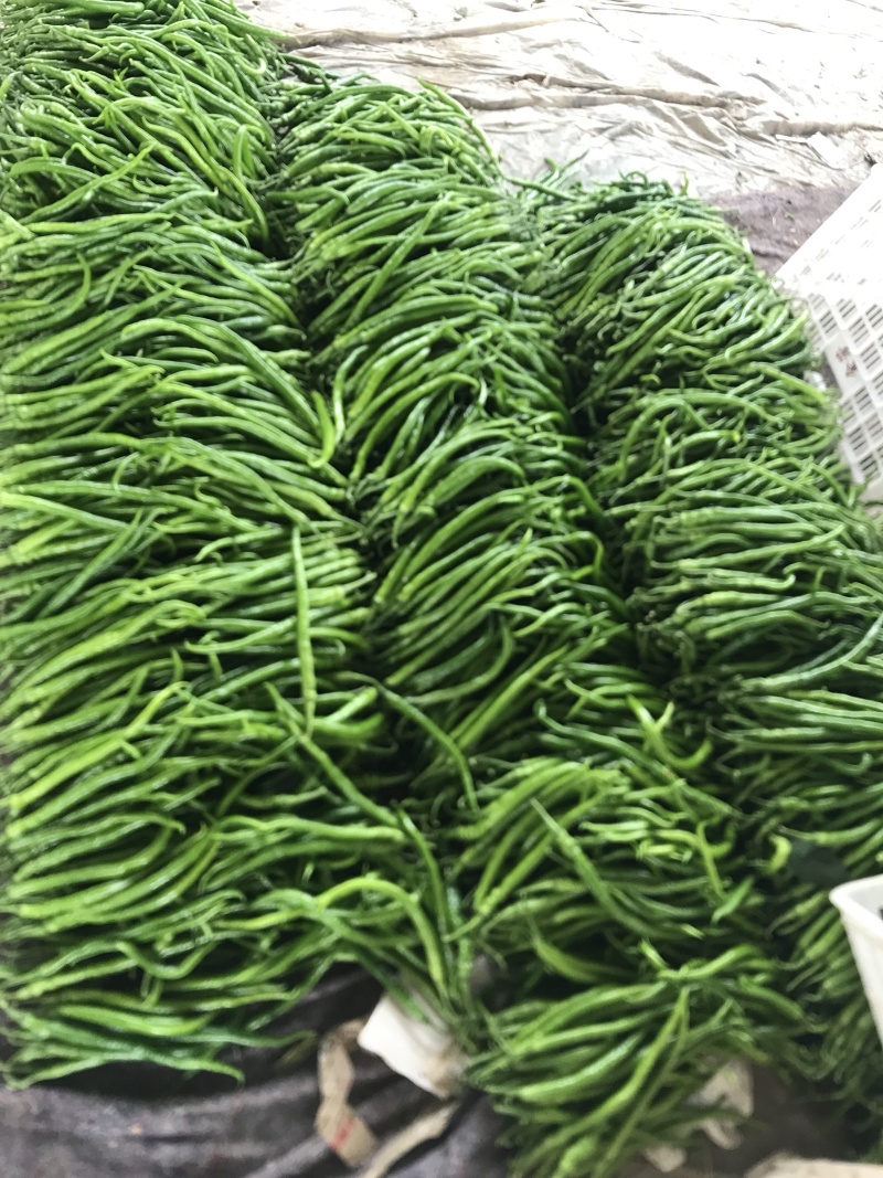 【推荐】精品线椒河南辣椒量大价优一手货源欢迎