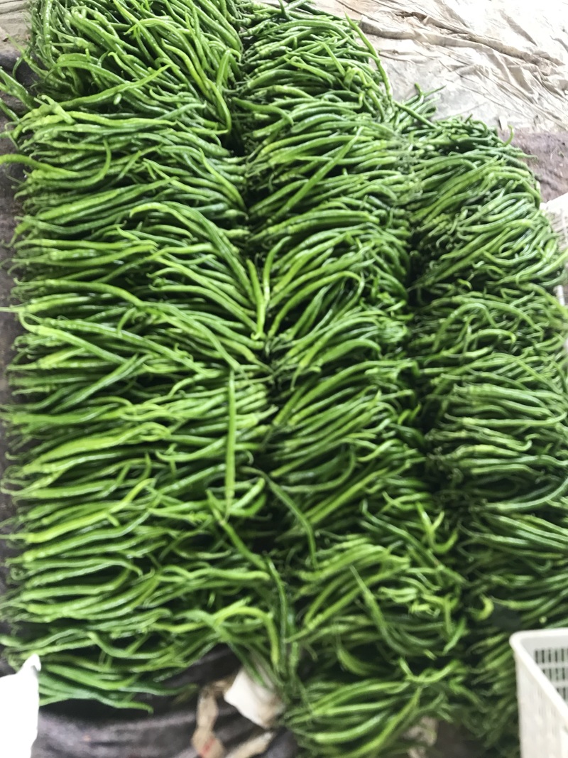 【推荐】精品线椒河南辣椒量大价优一手货源欢迎