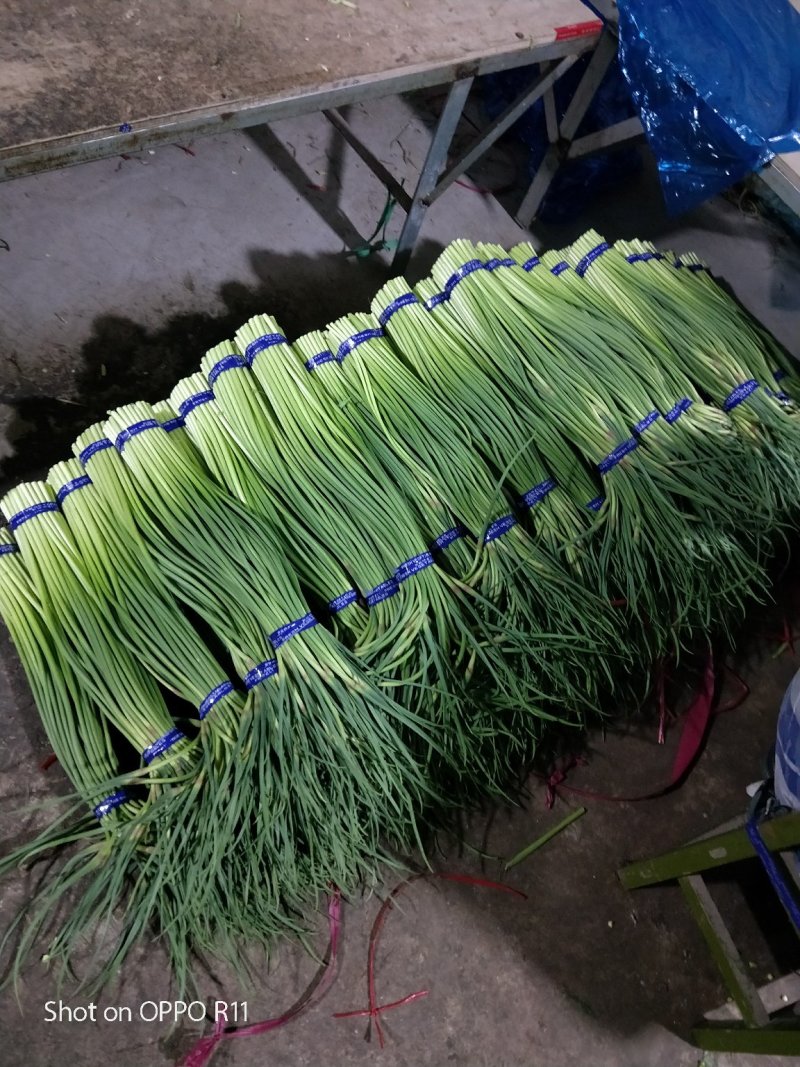 蒜薹山东红帽蒜薹大量供应冷库精品蒜苔