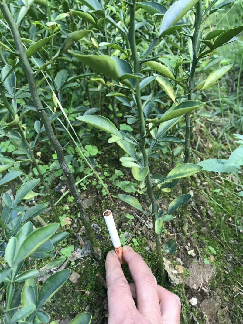 积橙苗，优质积橙大苗，可以用来嫁接各种柑橘果苗