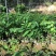 中杯凤梨释迦苗高度30-50公分普宁带杯带土发货假一赔十