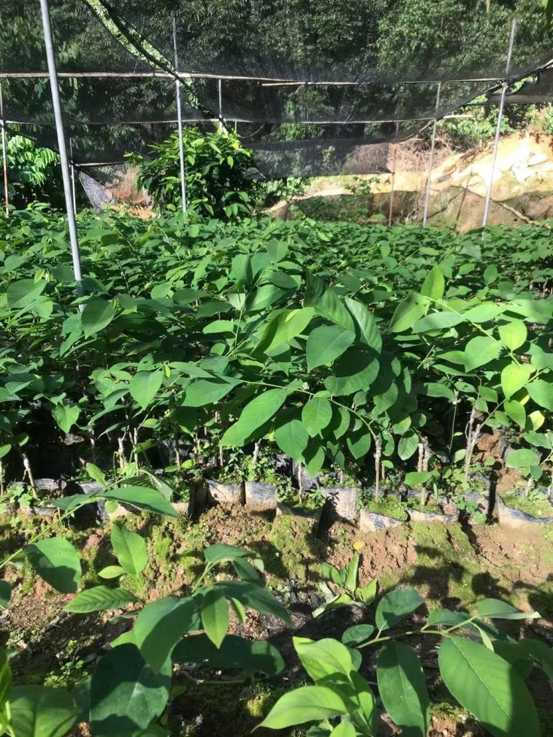 中杯凤梨释迦苗高度30-50公分普宁带杯带土发货假一赔十