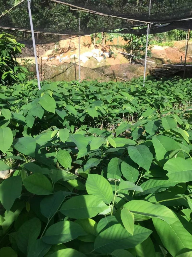 中杯凤梨释迦苗高度30-50公分普宁带杯带土发货假一赔十