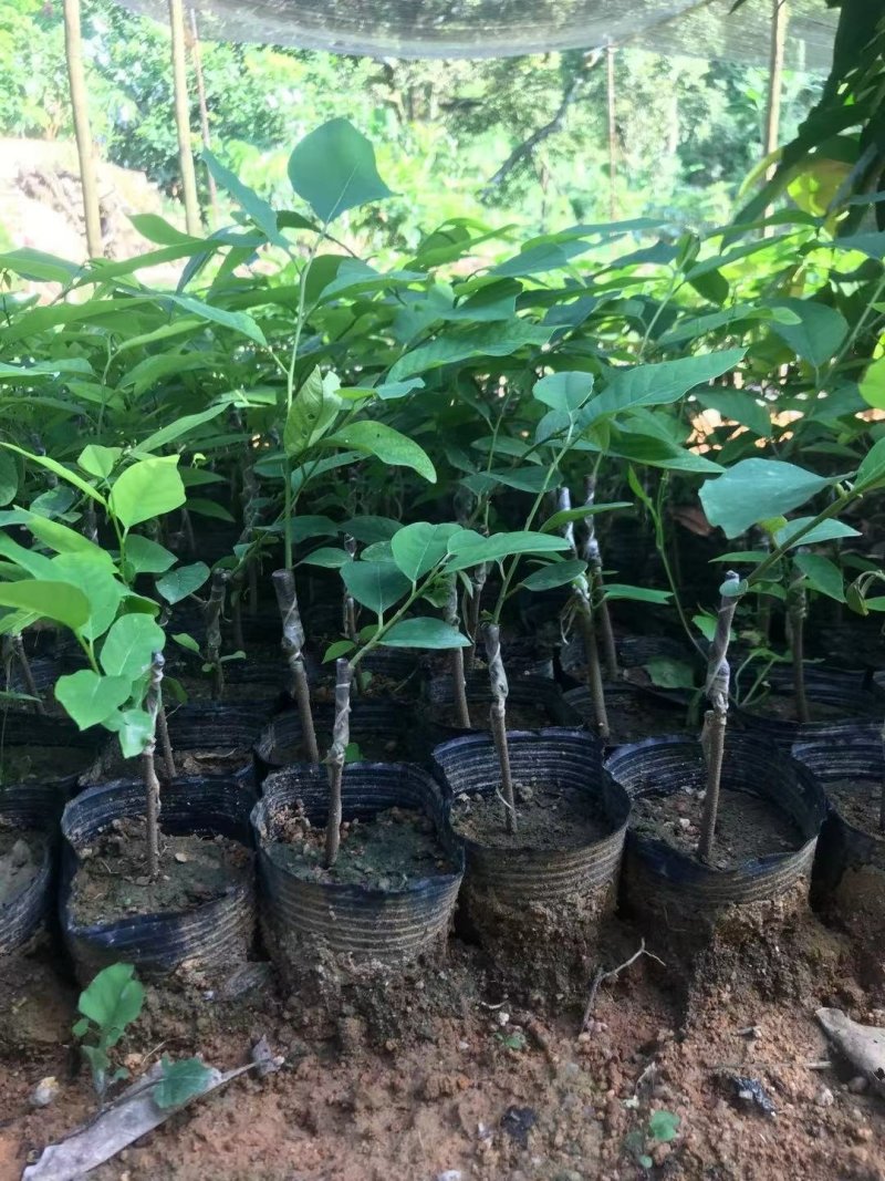 中杯凤梨释迦苗高度30-50公分普宁带杯带土发货假一赔十