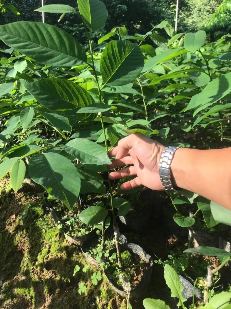 中杯凤梨释迦苗高度30-50公分普宁带杯带土发货假一赔十