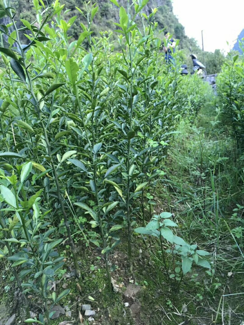 积橙苗，优质积橙大苗，可以用来嫁接各种柑橘果苗
