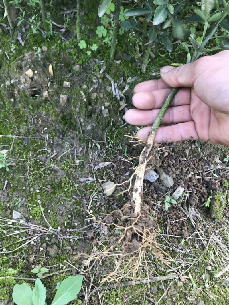 积橙苗，优质积橙大苗，可以用来嫁接各种柑橘果苗