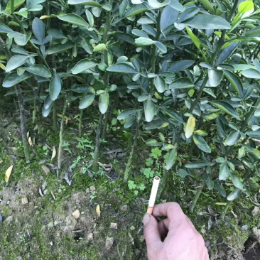积橙苗，优质积橙大苗，可以用来嫁接各种柑橘果苗
