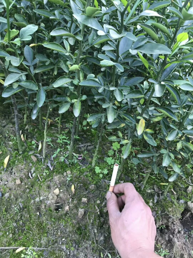 积橙苗，优质积橙大苗，可以用来嫁接各种柑橘果苗