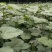 当年苗3至5分的秋树，
