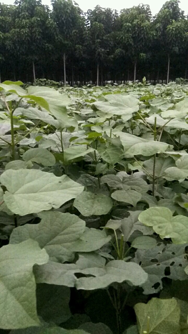 当年苗3至5分的秋树，