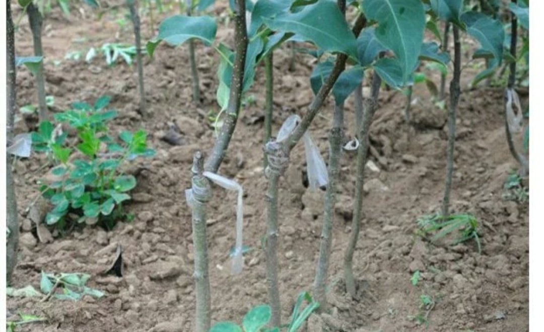 梨木虱防治喷药操作图