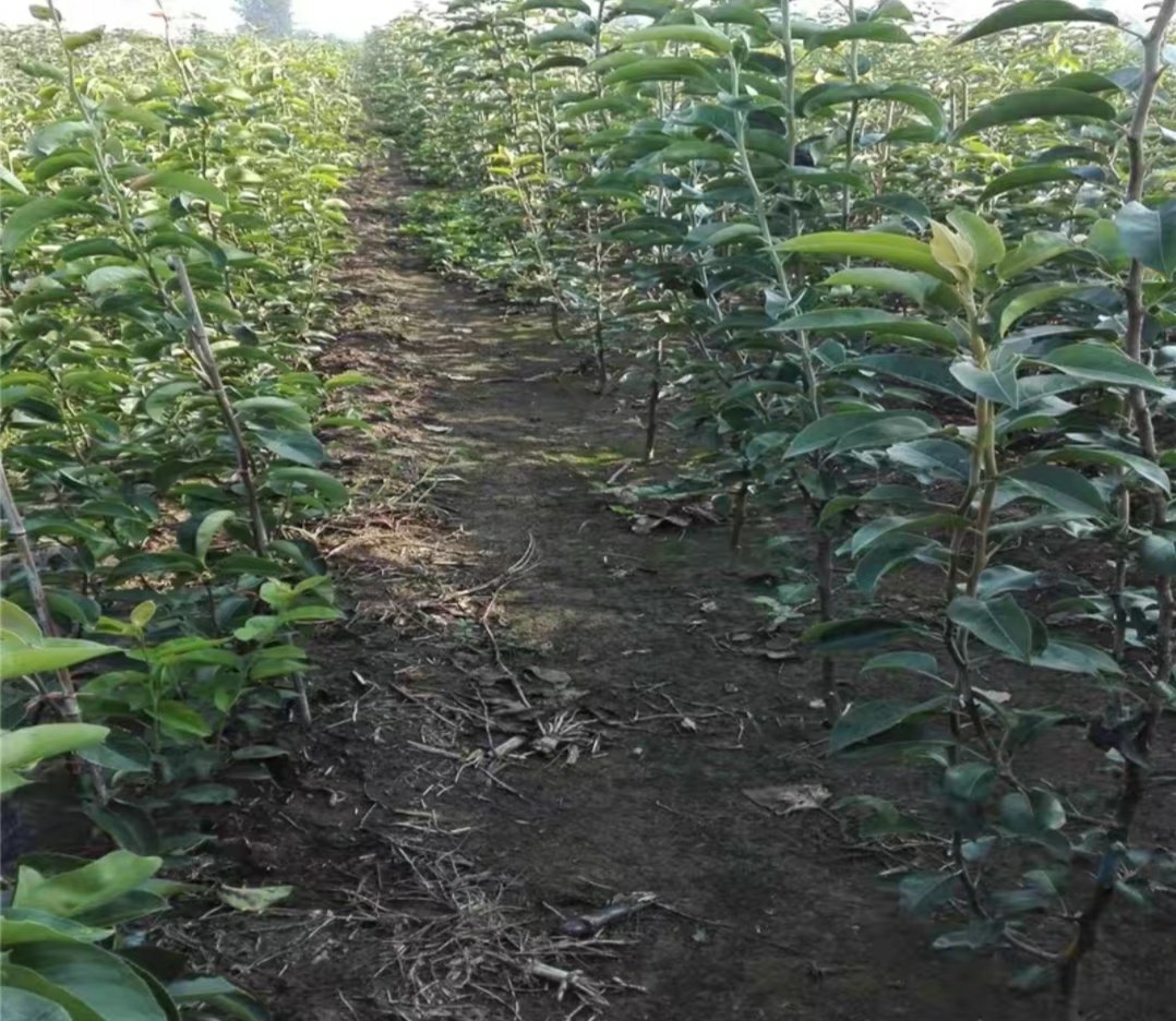 展示兰陵梨在果园中的生长状态,果农正在进行疏果管理 兰陵梨果园实景图