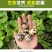 一手货源105枚鸟一件也发货鹌鹑蛋安纯俺鹑专用装保证新鲜