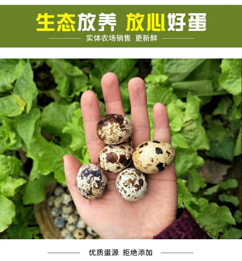 一手货源105枚鸟一件也发货鹌鹑蛋安纯俺鹑专用装保证新鲜