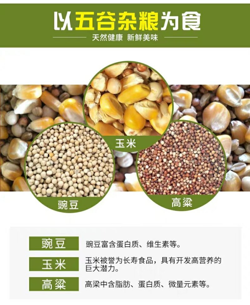 一手货源105枚鸟一件也发货鹌鹑蛋安纯俺鹑专用装保证新鲜