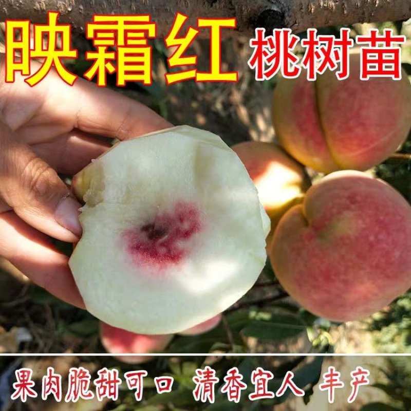 映霜红桃树苗正宗嫁接桃苗包结果包成活