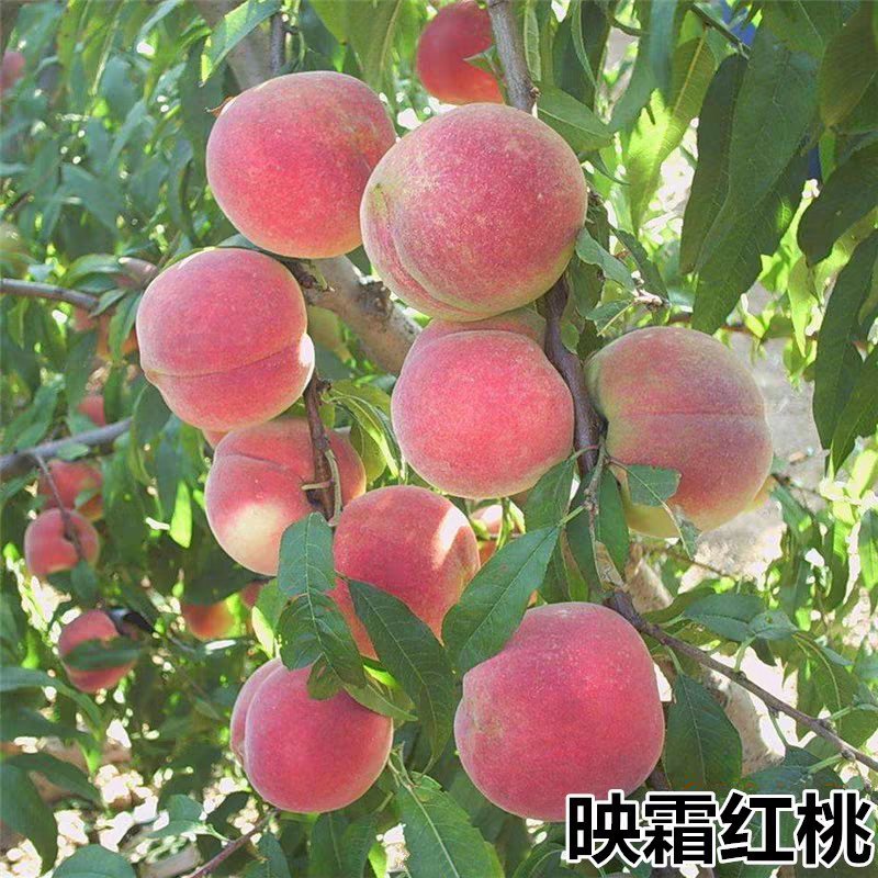 映霜红桃树苗正宗嫁接桃苗包结果包成活