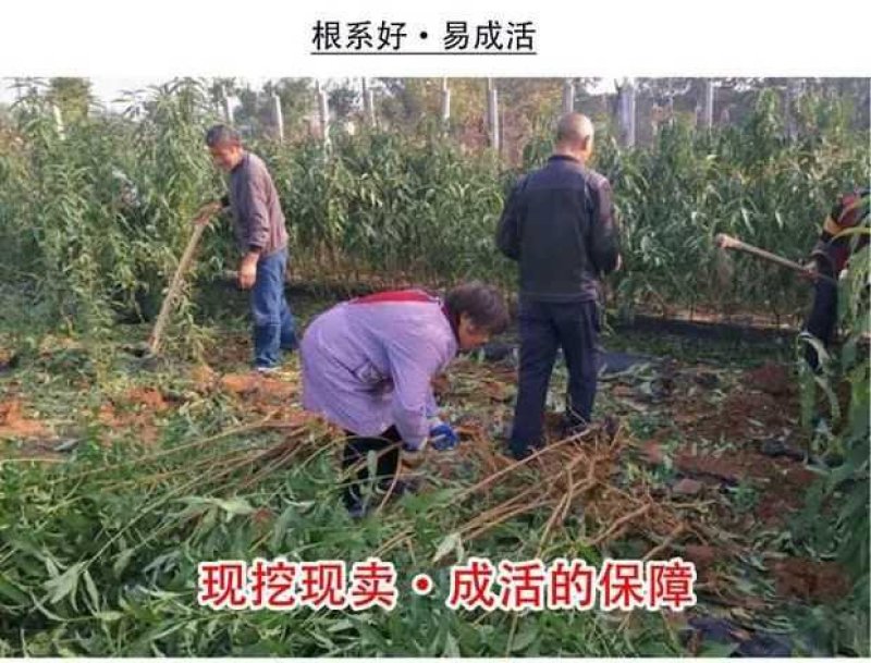 映霜红桃树苗正宗嫁接桃苗包结果包成活