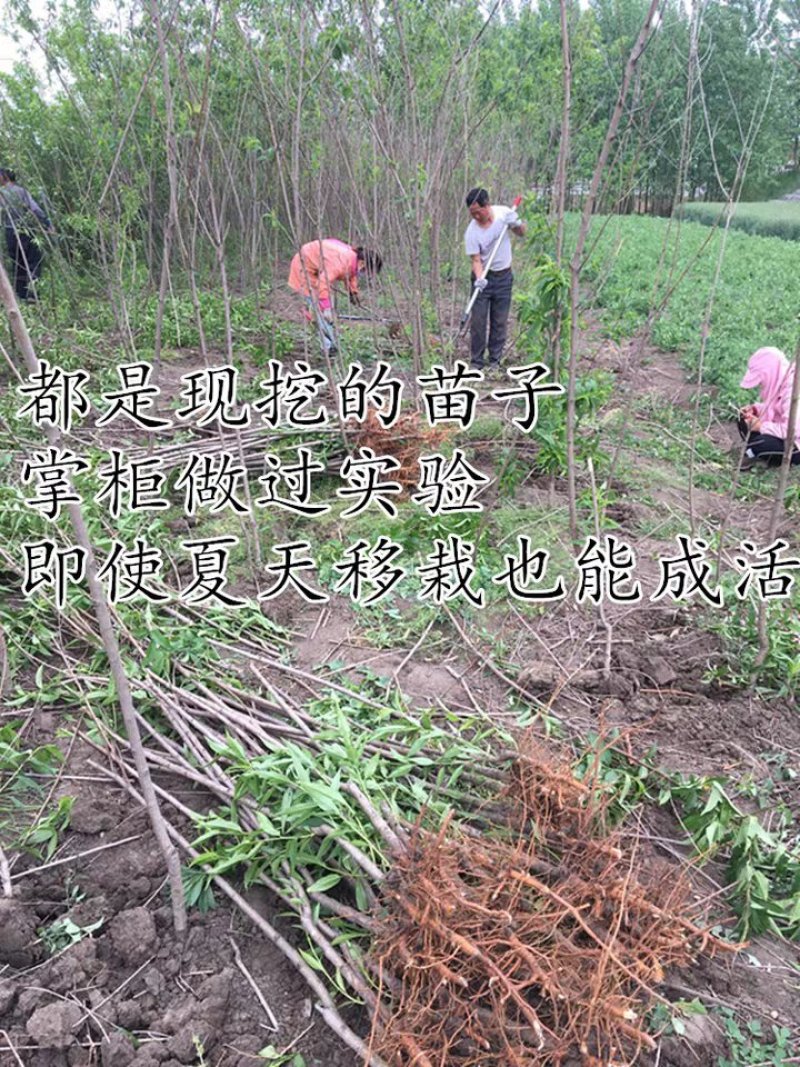 映霜红桃树苗正宗嫁接桃苗包结果包成活