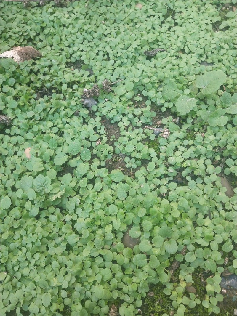 2021纯新益母草种子
