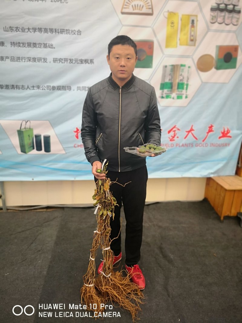 猕猴桃苗猕猴桃品种齐全价格合理