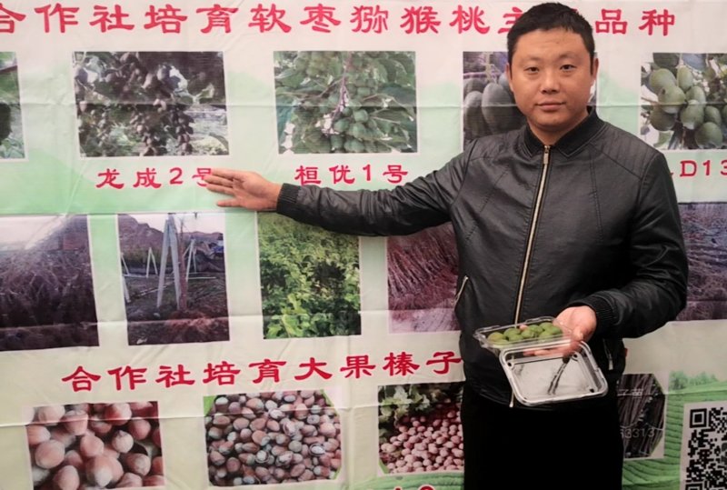 猕猴桃苗猕猴桃品种齐全价格合理
