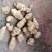洋姜，灵宝市红白洋姜（菊芋）大量出售欢迎选购
