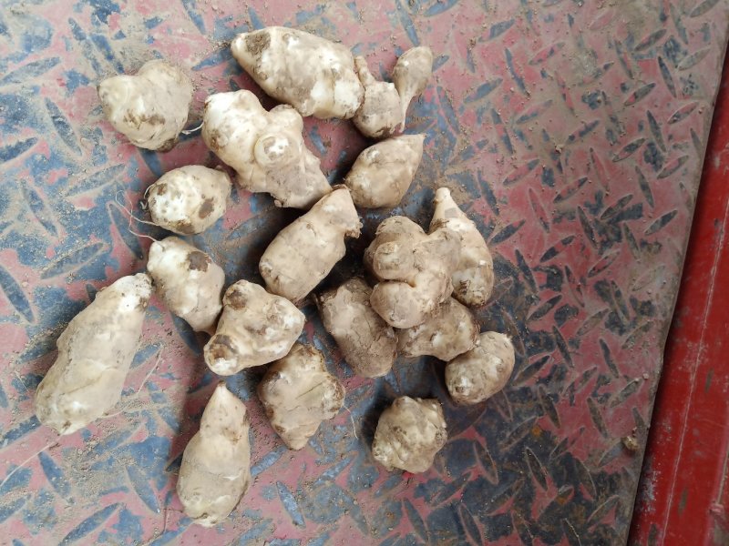 洋姜，灵宝市红白洋姜（菊芋）大量出售欢迎选购