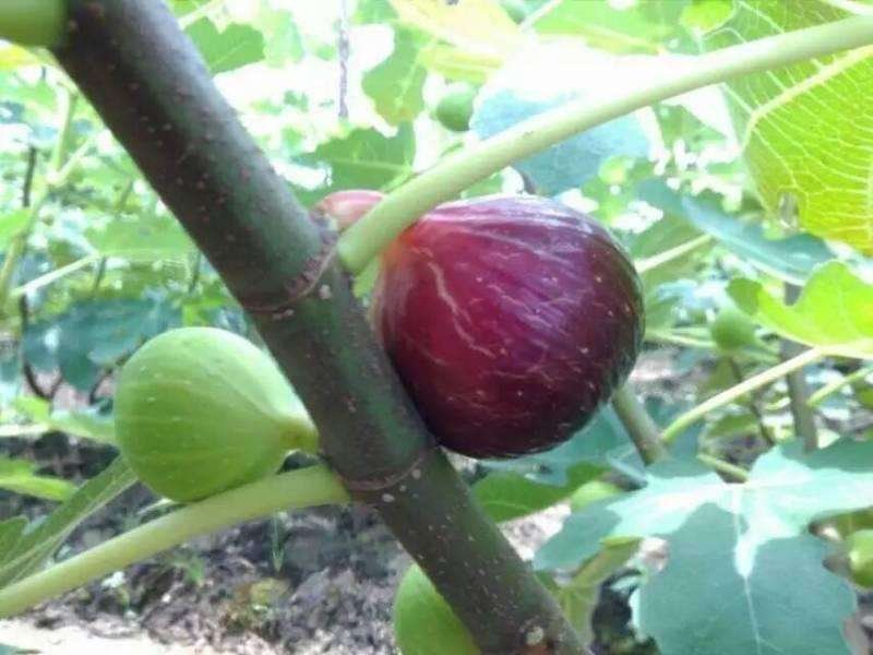 无花果苗大量现货供应可以实地考察