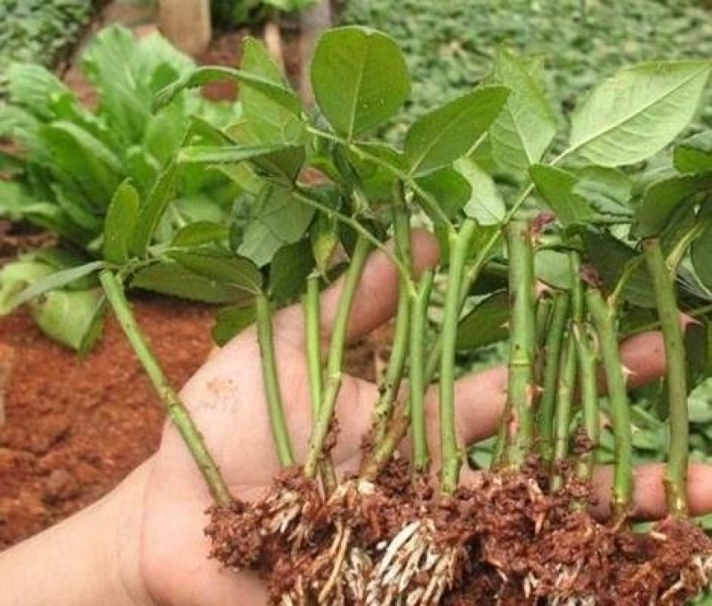 无花果苗大量现货供应可以实地考察