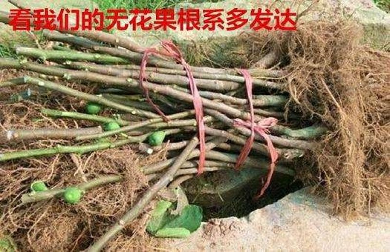 无花果苗大量现货供应可以实地考察