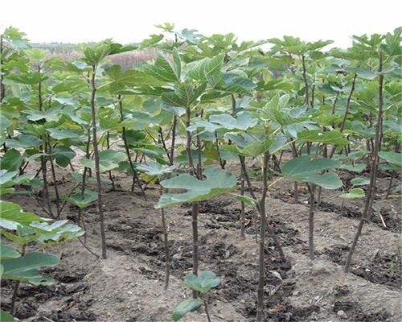 无花果苗大量现货供应可以实地考察