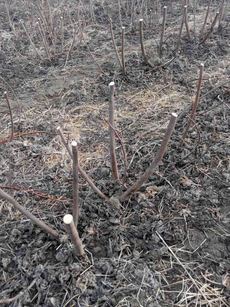 无花果苗大量现货供应可以实地考察