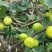 无花果苗大量现货供应可以实地考察