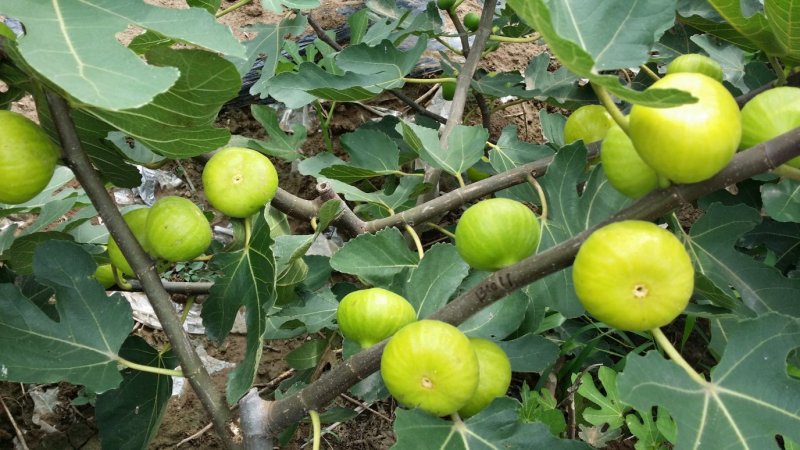 无花果苗大量现货供应可以实地考察
